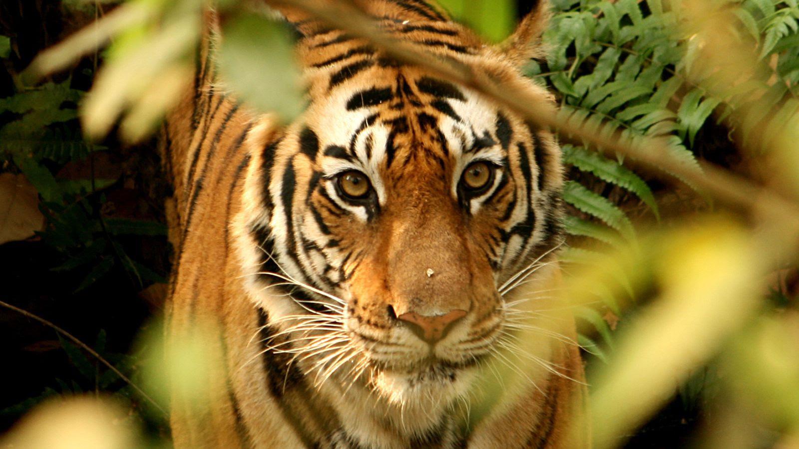 Celebrating Conservation Success: Tiger Population Surges in Chitwan!